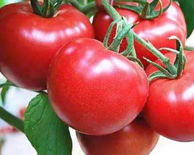 番茄加工生产线